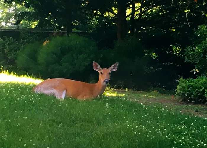 Hotels near Parks and Shade Tree
